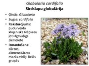 Prezentācija 'Pudurveida ziemcietes', 43.