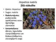 Prezentācija 'Pudurveida ziemcietes', 44.