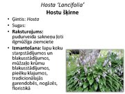 Prezentācija 'Pudurveida ziemcietes', 45.