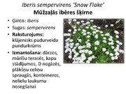 Prezentācija 'Pudurveida ziemcietes', 46.