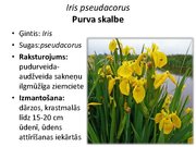 Prezentācija 'Pudurveida ziemcietes', 47.