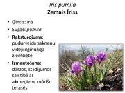 Prezentācija 'Pudurveida ziemcietes', 48.