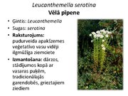 Prezentācija 'Pudurveida ziemcietes', 49.