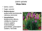 Prezentācija 'Pudurveida ziemcietes', 50.