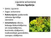 Prezentācija 'Pudurveida ziemcietes', 51.