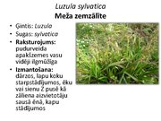 Prezentācija 'Pudurveida ziemcietes', 52.