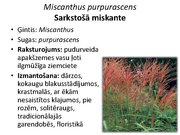 Prezentācija 'Pudurveida ziemcietes', 53.