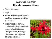 Prezentācija 'Pudurveida ziemcietes', 54.