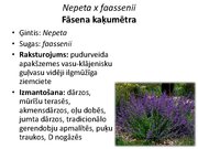 Prezentācija 'Pudurveida ziemcietes', 55.