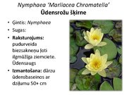 Prezentācija 'Pudurveida ziemcietes', 56.