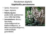 Prezentācija 'Pudurveida ziemcietes', 57.