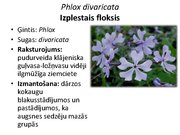 Prezentācija 'Pudurveida ziemcietes', 58.