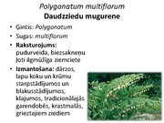 Prezentācija 'Pudurveida ziemcietes', 59.