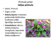 Prezentācija 'Pudurveida ziemcietes', 60.