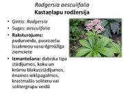 Prezentācija 'Pudurveida ziemcietes', 61.