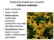 Prezentācija 'Pudurveida ziemcietes', 62.