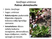 Prezentācija 'Pudurveida ziemcietes', 63.