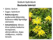 Prezentācija 'Pudurveida ziemcietes', 64.