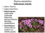 Prezentācija 'Pudurveida ziemcietes', 65.