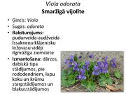 Prezentācija 'Pudurveida ziemcietes', 66.