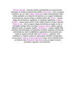 Konspekts 'Litosfēra', 2.