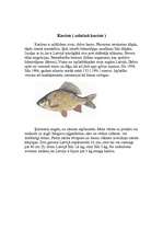 Referāts 'Desmit izplatītākās zivju sugas Latvijā', 3.