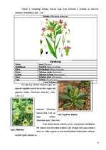 Referāts 'Nikotīna un dūmu ietekme uz cilvēka veselību', 4.