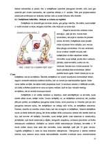 Referāts 'Nikotīna un dūmu ietekme uz cilvēka veselību', 18.