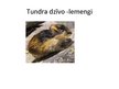 Prezentācija 'Tundra', 7.