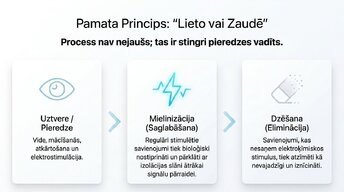 Prezentācija 'Sinaptiskā apgriešana: kāpēc smadzenes likvidē neizmantotos savienojumus', 5.