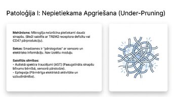 Prezentācija 'Sinaptiskā apgriešana: kāpēc smadzenes likvidē neizmantotos savienojumus', 11.