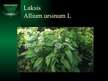 Prezentācija 'Aizsargājamie augi Latvijā', 10.