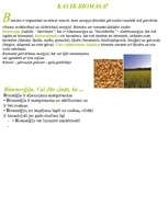 Referāts 'Bioenerģija', 2.