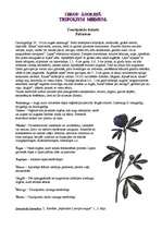 Konspekts 'Zirga āboliņš', 1.