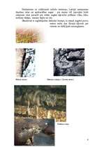 Referāts 'Moricsala', 6.