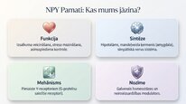 Prezentācija 'Neiropeptīds Y un galvenie neiromediatori', 14.