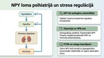 Prezentācija 'Neiropeptīds Y un galvenie neiromediatori', 15.