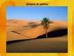 Prezentācija 'Sahāras tuksnesis', 23.