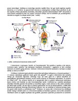 Referāts 'Tropu parazīts - 'Leishmania braziliensis'', 2.