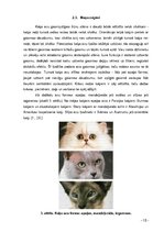 Referāts 'Kaķi tagad un kādreiz', 10.