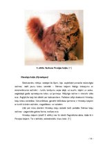 Referāts 'Kaķi tagad un kādreiz', 14.