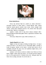 Referāts 'Kaķi tagad un kādreiz', 16.