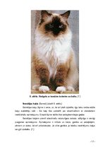 Referāts 'Kaķi tagad un kādreiz', 17.