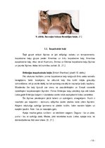 Referāts 'Kaķi tagad un kādreiz', 18.