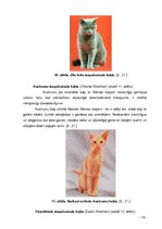 Referāts 'Kaķi tagad un kādreiz', 19.