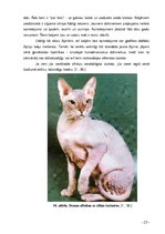 Referāts 'Kaķi tagad un kādreiz', 23.