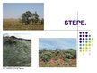 Prezentācija 'Stepe', 1.