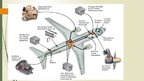 Prezentācija 'Boeing Electrical System', 16.