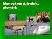 Prezentācija 'Monogāmi dzīvnieki', 8.