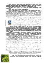 Referāts 'Garšvielas un garšaugi', 7.